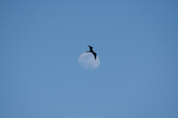 Frigatebird flying with the moon in the background, San Salvador Island, Galapagos Islands