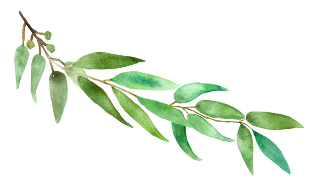 Watercolor hand painted branch with silver leaves and branches eucalyptus dollar, green fresh bouquet medicinal eucalyptus