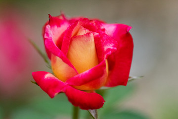Yellow and Red Rose