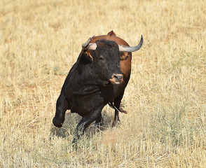 toro en españa