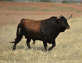 toro en españa