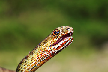 angry eastern montpellier snake