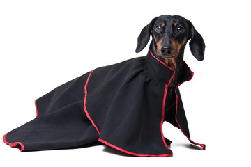 Dachshund dog, black and tan, wearing clothes in a black long retro dress gown for the holiday, isolated on white background