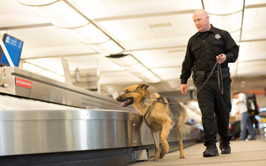 K9 Police Dog sniffs airport luggage