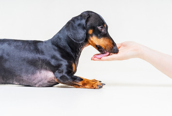 Dachshund dog, black and tan, licking the trainer's hand after he eat sweets snack for obedience, on a gray background
