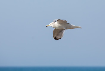 Fototapeta na wymiar flying white sea gull with one retracted leg