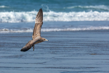 sea gull preparing to land on beach