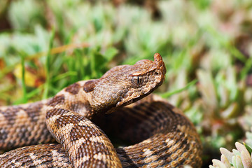 closeup of nose horned viper in natural environment