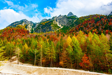 Naklejka premium Forest below Jof di Montasio in autumn
