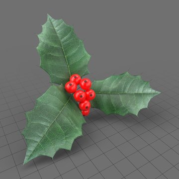 Holly berry leaves and fruits 2