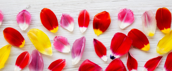 Colorful petals of tulips on white wooden background, overhead view.