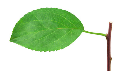 Apple leaf isolated on white