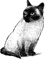 Sketch of a sitting siamese cat