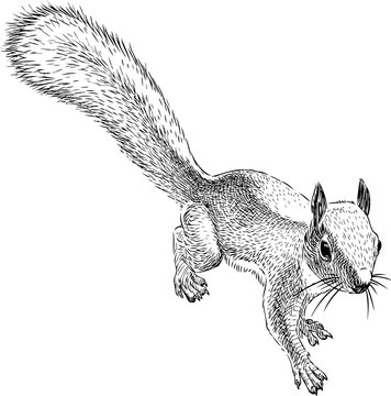 Sketch of a small forest squirrel
