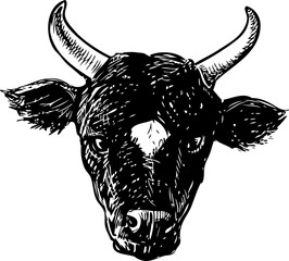 Vector drawing of the head of a black bull