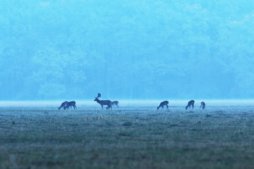 fallow deer herd at dawn