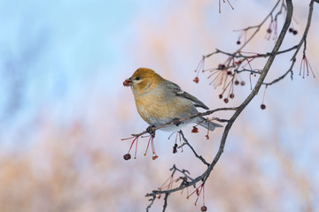 Pine Grosbeak Female Eating Red Berries in Winter