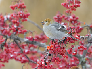 Pine Grosbeak Female Eating Red Berries in Winter
