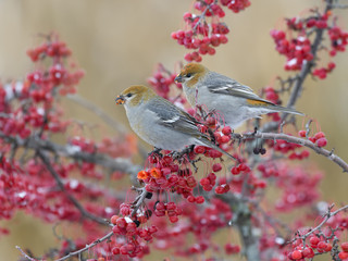 Two Pine Grosbeaks Female Eating Red Berries in Winter