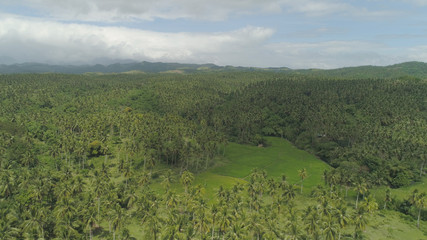 Fototapeta na wymiar Aerial view of grove of palm trees in the hills against sky and clouds. Hills covered with green vegetation and coconut palms. Philippines, Luzon.