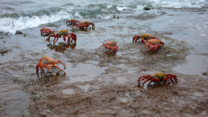 Sally Lightfoot Crabs on Bartolome Island, Galapagos Islands, Ecuador