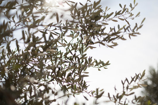 Olive tree