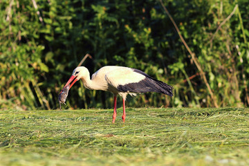 hungry white stork hunting rat
