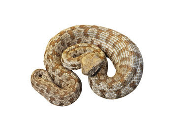 isolated Macrovipera lebetina schweizeri