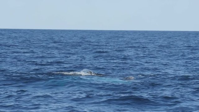 180p slow motion clip of a humpback whale calf "spyhopping at merimbula in new south wales, australia- spyhop is when a whale puts its head above water to look around