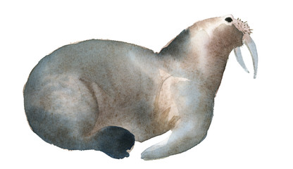 Watercolor illustration isolated on white background. A gray walrus lies. Splashes sketch of wild sea north animals © Kateryna