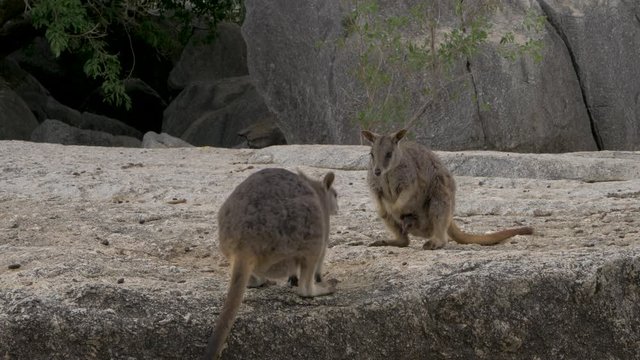 Cute rock wallaby marsupial kangaroo animal Australia