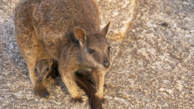 Mareeba rock-wallaby native kangaroo wildlife Australia