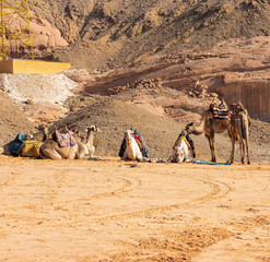 Egyptian Bedouin Camels