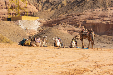 Egyptian Bedouin Camels