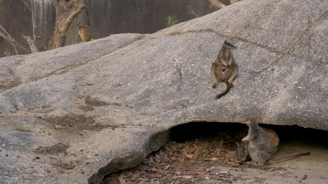 Cute native Australian rock wallaby marsupial animal