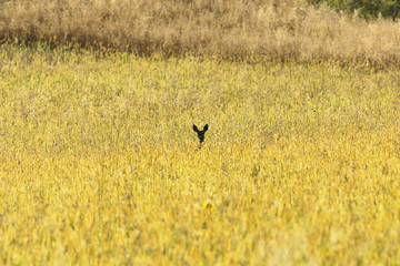 roe deer watching from wheat field