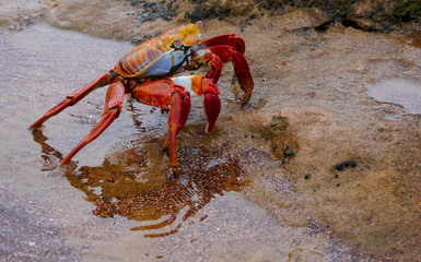 Sally Lightfoot Crab on Bartolome Island, Galapagos Islands, Ecuador