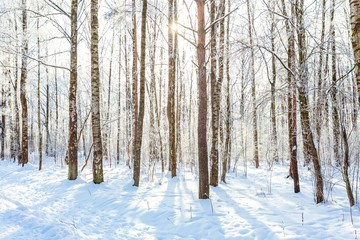 Frosty trees in snowy forest, cold weather in sunny morning. Tranquil winter nature in sunlight. Inspirational natural winter garden or park. Peaceful cool ecology nature landscape background