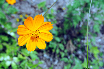 flores de guerrero mexico