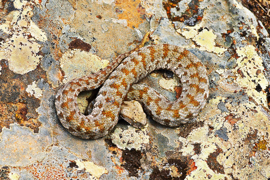 rarest venomous european snake, the Milos viper
