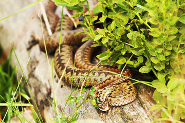two females common vipers basking together on a stump
