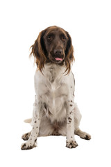 Female small munsterlander dog, heidewachtel, sticking her tongue out, isolated on a white background