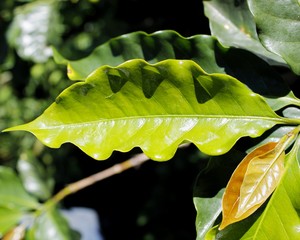 Leaf coffee