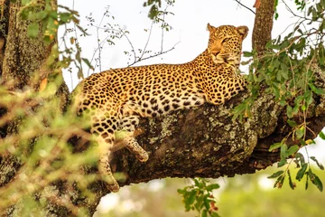 Poster Im Rahmen Seitenansicht der afrikanischen Leopardenarten Panthera Pardus, die im Freien in einem Baum ruhen. Große Katze im Krüger Nationalpark, Südafrika. Der Leopard gehört zu den beliebten Big Five. © bennymarty