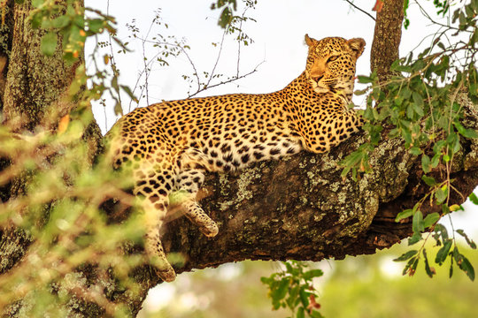 Side view of African Leopard species Panthera Pardus, resting in a tree outdoors. Big cat in Kruger National Park, South Africa. The leopard is part of the popular Big Five.