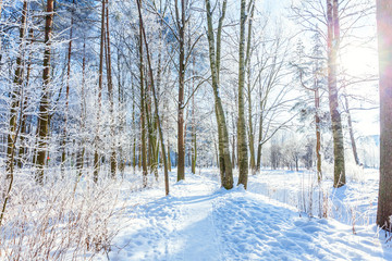 Frosty trees in snowy forest, cold weather in sunny morning. Tranquil winter nature in sunlight. Inspirational natural winter garden or park. Peaceful cool ecology nature landscape background