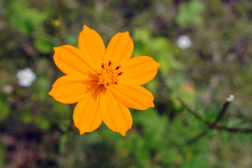 flores de guerrero mexico