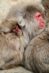 Japanese snow monkey family cuddling up