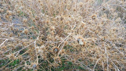 yellow grass in the field