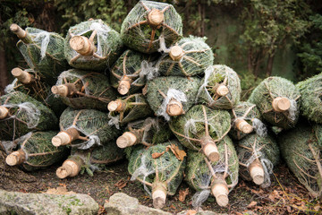 Fototapeta na wymiar Gestapelte Weihnachtsbäume transportfertig im Netz